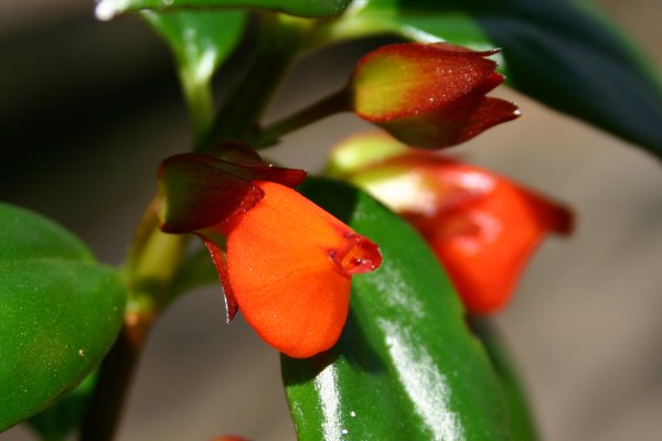 http://www.cloudjungle.com/CloudJungle/Gesneriaceae/Nematanthus/Nematanthus Chatterbox flower open.jpg
